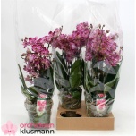 Phalaenopsis Kuuking other purple 13cm h45 7õv
