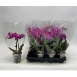 Phalaenopsis Kuuking other purple 9cm h27 2õv