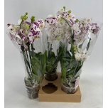 Phalaenopsis Kuuking 12cm