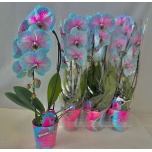 Phalaenopsis Kuuking 12cm