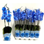 Phalaenopsis Magic Blue 12cm