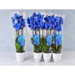 Phalaenopsis Kuuking Magic Blue 12cm