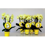 Phalaenopsis 9cm kollane