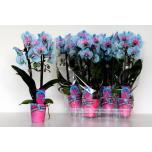 Phalaenopsis Kuuking Wonder of Nature 9cm 2õv