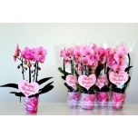Phalaenopsis Kuuking 9cm h45
