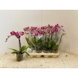 Phalaenopsis Kuuking ov 9cm