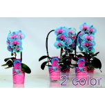 Phalaenopsis Kuuking 9cm h45