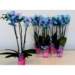 Phalaenopsis Kuuking Magic Blue 9cm h50 3õv