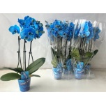 Phalaenopsis Kuuking Magic Blue 9cm h50 3õv