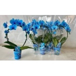 Phalaenopsis Kuuking Magic Blue 9cm