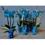 Phalaenopsis Kuuking Magic Blue 9cm 3õv