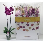 Phalaenopsis Kuuking 10 colours mix 12cm h75 2õv