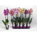Phalaenopsis Kuuking mix 10 colours 3ÕV 12cm