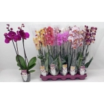 Phalaenopsis mixed 10 colours 12cm