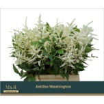 Astilbe Washington 45cm