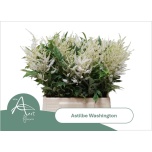 Astilbe Washington 45cm
