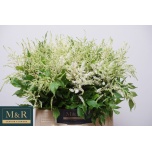 Astilbe Washington 45cm