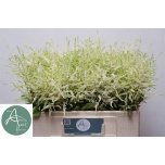 Astilbe Washington 55cm