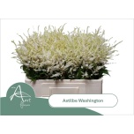 Astilbe Washington 55cm