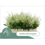 Astilbe Washington 55cm