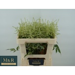 Astilbe Washington 55cm