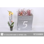 Phalaenopsis Kuuking 8 colours 12cm