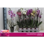 Phalaenopsis Kuuking 7 colours 12cm