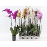 Phalaenopsis Kuuking 7 colours 12cm