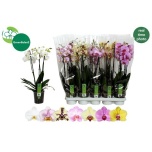 Phalaenopsis Kuuking 7 colours 12cm h55 3õv