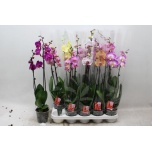 Phalaenopsis Kuuking 7 colours 12cm