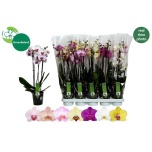 Phalaenopsis Kuuking 7 colours 12cm h55 3õv