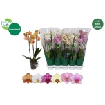 Phalaenopsis Kuuking 6 colours 12cm