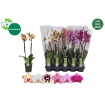 Phalaenopsis Kuuking 6 colours 12cm h55