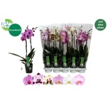 Phalaenopsis Kuuking 6 colours 12cm h55 2õv