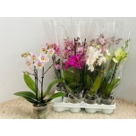 Phalaenopsis Kuuking 6 colours 9cm h40
