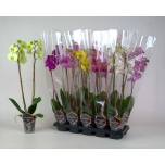Phalaenopsis Kuuking mix 5 colours 12cm h60