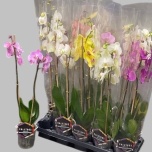 Phalaenopsis Kuuking mix 5 colours 12cm h60 2õv