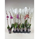 Phalaenopsis Kuuking mix 5 colours 12cm