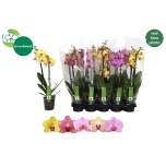 Phalaenopsis Kuuking mix 5 colours 12cm h50 2õv