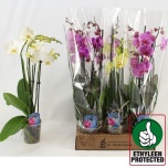 Phalaenopsis Kuuking mix 4 colours 12cm h60 4õv