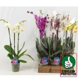 Phalaenopsis Kuuking mix 4 colours 12cm h50 3õv