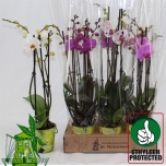 Phalaenopsis Kuuking mixed 4 colours 12cm