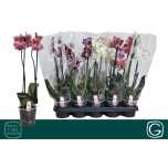 Phalaenopsis Kuuking mix 4 colours 12cm h45