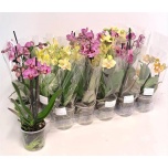 Phalaenopsis Kuuking mixed 4 colours 9cm h28 2õv