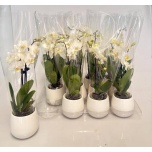 Phalaenopsis Kuuking mini mix keraamikas 6cm h34 2õv