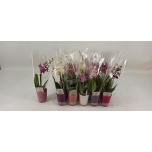 Phalaenopsis Kuuking mini keraamikas 6cm h20cm