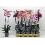 Phalaenopsis Kuuking mix 12cm