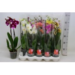 Phalaenopsis Kuuking mix 12cm 2OV