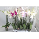 Phalaenopsis Kuuking mix 12cm h80