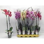 Phalaenopsis Kuuking mix 12cm